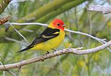 Western Tanager